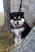 PUP 50 KH0005 01
Finnish Lapphund Puppy Sitting By Boulders