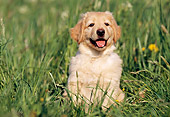 PUP 50 SS0001 01
Hovawart Puppy Sitting On Grass