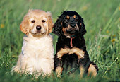PUP 50 SS0002 01
Two Hovawart Puppies Sitting On Grass