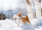 PUP 50 YT0001 01
Shiba Inu Puppy Standing On Snow By Snowman