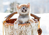 PUP 50 YT0003 01
Shiba Inu Puppy Standing In Wooden Bucket