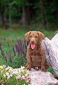 PUP 51 CE0006 01
Chesapeake Bay Retriever Puppy Sitting On Rock By Flowers