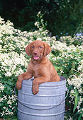 PUP 51 CE0008 01
Chesapeake Bay Retriever Puppy Sitting Inside Metal Bucket By Blossoms