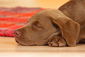 PUP 51 PE0002 01
Head Shot Of Chesapeake Bay Retriever Puppy Sleeping