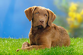 PUP 51 PE0005 01
Chesapeake Bay Retriever Puppy Laying On Grass