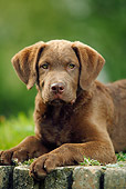 PUP 51 PE0006 01
Chesapeake Bay Retriever Puppy Laying On Brick