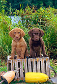 PUP 51 CE0001 01
Two Chesapeake Bay Retriever Puppies Sitting On Crate By Buoys And Shrubs