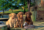 PUP 51 CE0002 01
Three Chesapeake Bay Retriever Puppies Sitting On Dock With Decoy