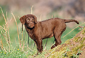 PUP 51 SS0001 01
Chesapeake Bay Retriever Puppy Standing On Hillside
