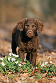 PUP 51 SS0002 01
Chesapeake Bay Retriever Puppy Standing On Fallen Leaves By White Flowers