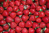 PUZ 01 GR0007 01
Strawberries