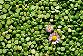 PUZ 01 RC0002 01
Split Peas With Flowers