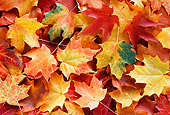 PUZ 02 GR0001 01
Fallen Autumn Leaves