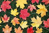 PUZ 02 GR0002 01
Fallen Autumn Leaves On Grass