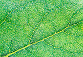 PUZ 02 RW0001 01
Close-Up Of Leaf