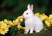 RAB 01 GR0010 01
Domestic Albino Baby Dwarf Rabbit By Yellow Flowers