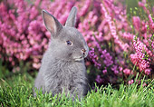 RAB 01 GR0093 03
Netherland Dwarf Rabbit On Grass By Flowers