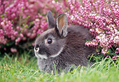 RAB 01 GR0103 02
Netherland Dwarf Rabbit On Grass By Flowers