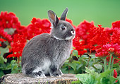 RAB 01 GR0107 02
Netherland Dwarf Rabbit On 
Stump By Flowers