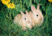 RAB 01 GR0108 01
Netherland Dwarf Rabbits By Flowers