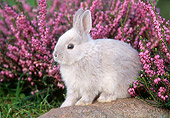 RAB 01 GR0110 02
Netherland Dwarf Rabbit On Rock By Flowers