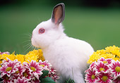 RAB 01 GR0114 01
Netherland Dwarf Rabbit By Flowers