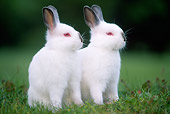 RAB 01 GR0118 03
Netherland Dwarf Rabbits On Grass