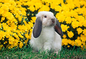 RAB 01 GR0119 01
Holland Lop Rabbit On Grass By Flowers