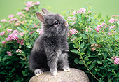 RAB 01 GR0126 02
Lionhead Rabbit On Rock By Flowers