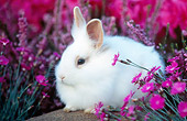 RAB 01 GR0135 01
Lionhead Rabbit On Rock By Flowers