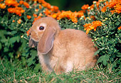 RAB 01 GR0147 01
Mini Lop Rabbit On Grass By Flowers