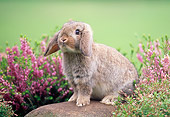 RAB 01 GR0155 02
Mini Lop Rabbit On Rock By Flowers