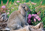 RAB 01 GR0158 02
Mini Lop Rabbit On Log By Flowers