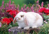 RAB 01 GR0174 01
Mini Lop Rabbit On Stump By Flowers
