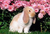 RAB 01 GR0182 01
Mini Lop Rabbit On Grass By Flowers