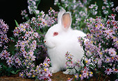 RAB 01 GR0201 01
Domestic Mixed Breed Rabbit By Flowers