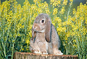 RAB 01 GR0226 01
Domestic Mixed Breed Rabbit On Stump