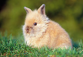 RAB 01 GR0240 01
Lionhead Rabbit On Grass