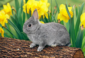 RAB 01 GR0249 01
Netherland Dwarf Rabbit On Log By Flowers