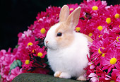 RAB 01 GR0266 01
Rabbit Sitting On Rock By Pink Flowers
