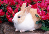 RAB 01 GR0267 01
Rabbit Sitting On Rock By Pink Flowers