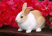 RAB 01 GR0269 01
Rabbit Sitting On Log By Pink Flowers
