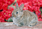 RAB 01 GR0270 01
Netherland Dwarf Rabbit Sitting On Log By Pink Flowers