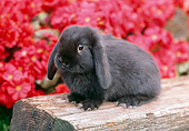 RAB 01 GR0271 01
Mini Lop Rabbit Sitting On Log By Pink Flowers