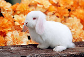 RAB 01 GR0272 01
White Mini Lop Rabbit Sitting On Log By Orange Flowers