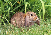RAB 01 GR0273 01
Brown Mini Lop Rabbit Laying On Grass
