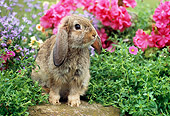 RAB 01 GR0274 01
Brown Mini Lop Rabbit Sitting In Garden With Pink And Purple Flowers