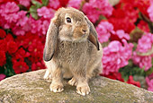 RAB 01 GR0275 01
Brown Mini Lop Rabbit Sitting On Rock By Pink And Red Flowers