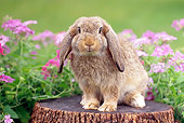 RAB 01 GR0276 01
Brown Mini Lop Rabbit Sitting On Stump By Pink Flowers