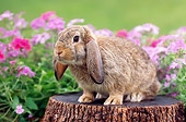 RAB 01 GR0277 01
Brown Mini Lop Rabbit Sitting On Stump By Pink Flowers